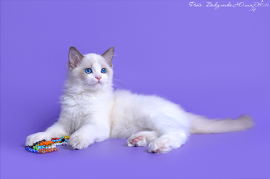 img-orchidea-w15-380x253.jpg