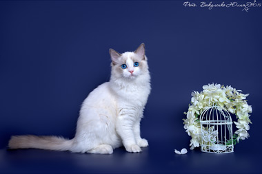 img-orchidea-w18-380x253.jpg