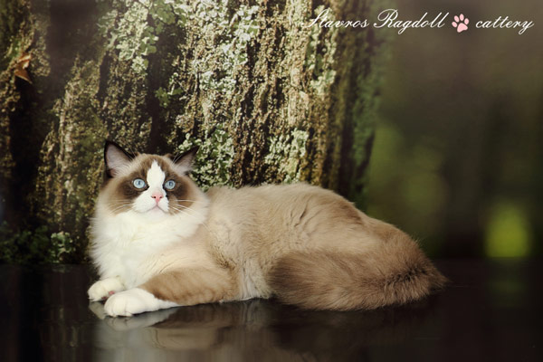 img-ulana-w7-600.jpg