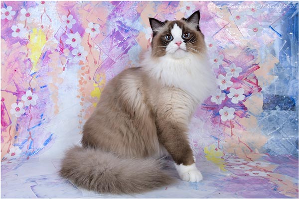 img-ulana-w9-600x400.jpg