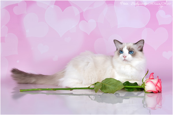 img-Jasmin-w2-600.jpg