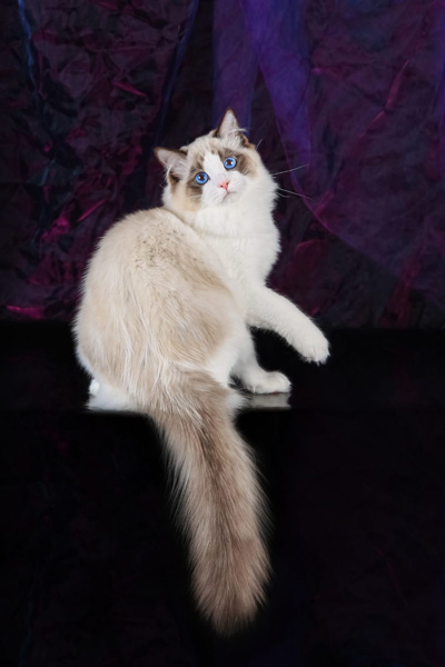 img-persei-w6-600.jpg